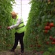 A young farmer works in greenhouse. Working in tomato greenhouse. - VideoHive Item for Sale
