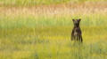 Grizzly Bear Cub Stands to See where Mom went after getting Seperated - PhotoDune Item for Sale