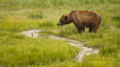 Large Female Grizzly Bear pauses while getting a drink from the creek - PhotoDune Item for Sale