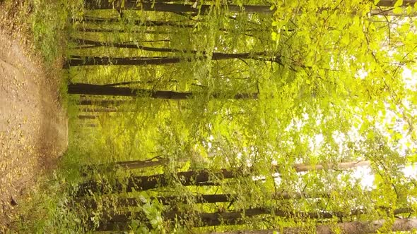 Vertical Video of an Autumn Forest During the Day in Ukraine