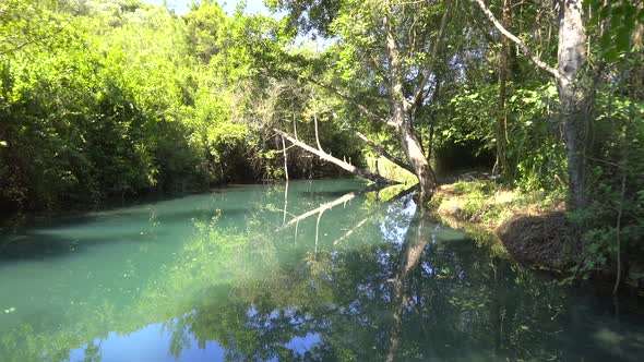 Reeds on Edge of River in Forest in Africa