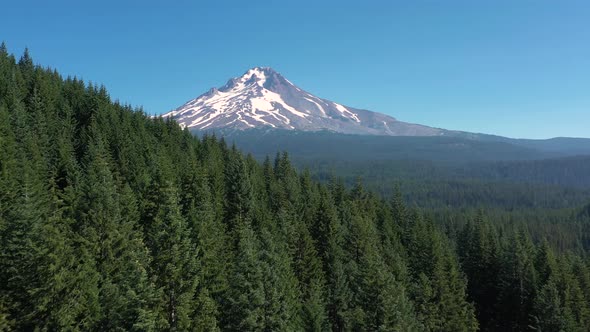 Aerial flying low over evergreen forest toward a majestic snow covered mountain peak - Mount Hood.