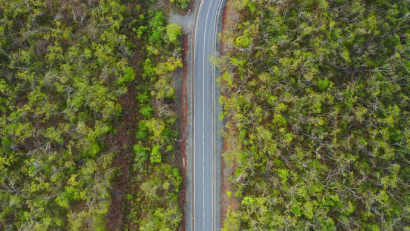 View From a Drone Vertically Down on an Asphalt Road in the Forest at Dawn