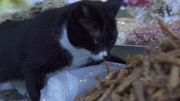 Cute Cat Takes Dried Fish From Showcase of Chinese Market