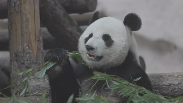 Cute Panda Eating Bamboo Stems
