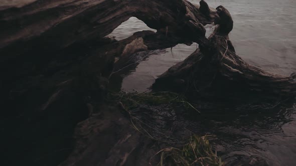 Flying through a dead log to reveal the lake.