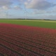 Tulip field and wind turbines - VideoHive Item for Sale
