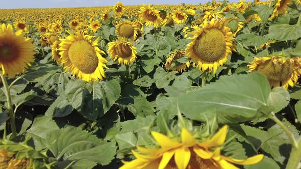 Sunflowers Field in Summer