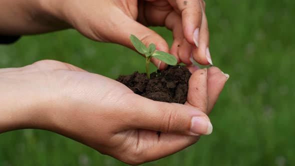 A mixed-race woman is holding a young seed sprout in the ground. Organic farming