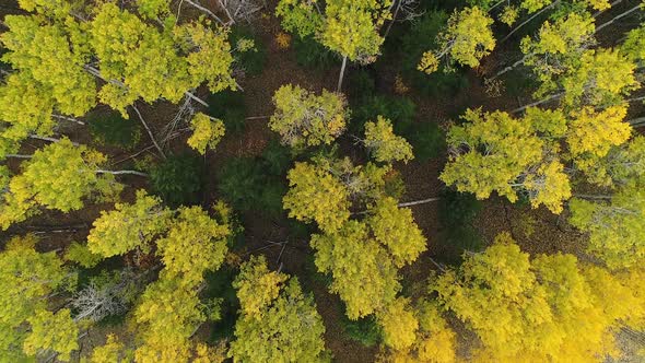 Rising aerial view looking down at colorful aspen trees in green and yellow