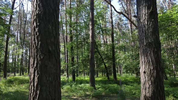 Trees in the Forest By Summer Day