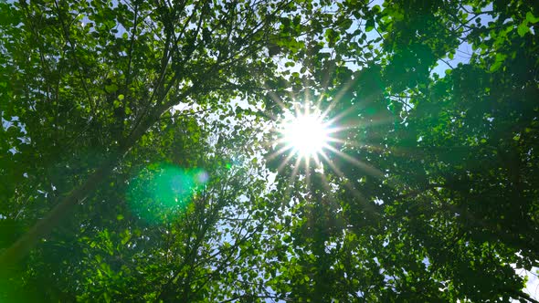 Nature video A big tree in a fertile forest And the sunlight shines through the leaves beautifully