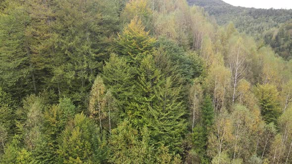 Forest in the Mountains. Aerial View of the Carpathian Mountains in Autumn. Ukraine