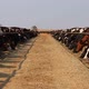 Raising dairy cattle in Brazil and grazing dry season - VideoHive Item for Sale