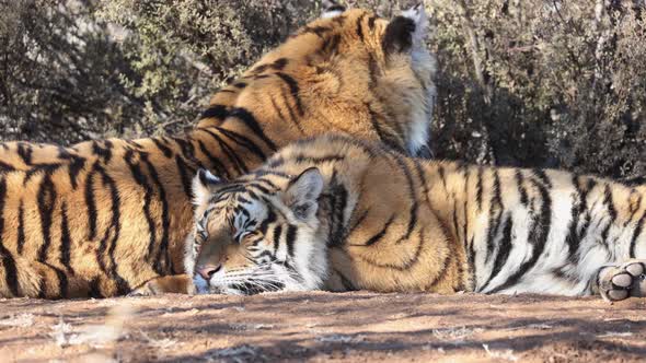 Slow breathing, two Bengal Tigers enjoy evening nap in warm sunshine