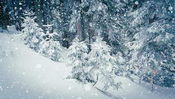 Beautiful Fluffy Snow on Tree Branches