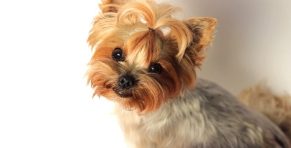Yorkshire Terrier On White High Angle
