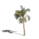 PalmTree_Animation - 3DOcean Item for Sale