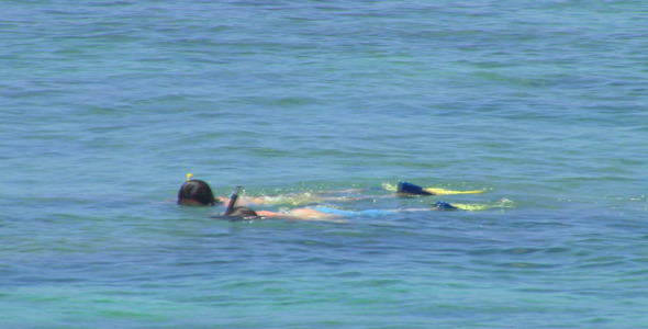 snorkeling The reef