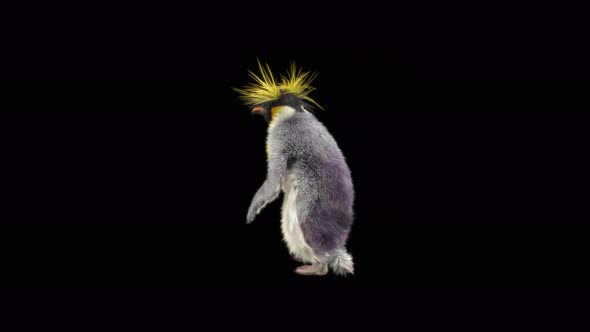 82 Penguin Dancing 4K