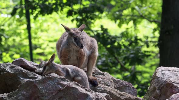 Yellow footed rock wallaby with a cub sitting on a rock