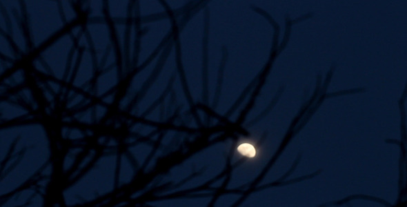 Moon And Dead Branches - Slider Shot