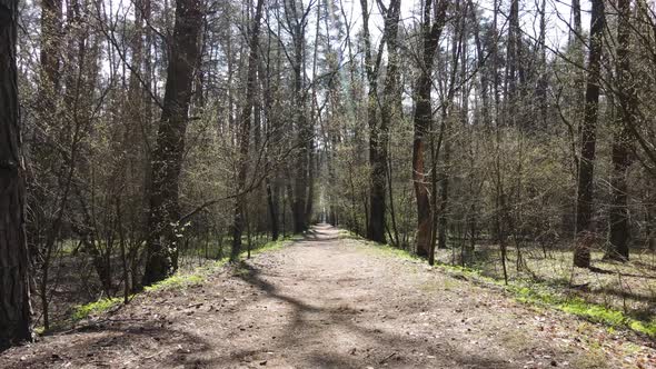 Road in the Forest During the Day Slow Motion