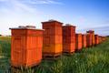 Wooden Beehives in Meadow. Organic Honey. Beekeeping and Apiculture - PhotoDune Item for Sale