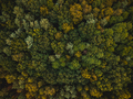 Spruce and Pine Trees in Autumnal Forest. Top Down Drone View - PhotoDune Item for Sale