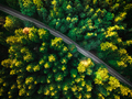 Asphalt Road or Path Trough Forest. Top Down Drone View - PhotoDune Item for Sale