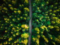 Straigh Road or Patch in Woodlands. Aerial Drone View - PhotoDune Item for Sale