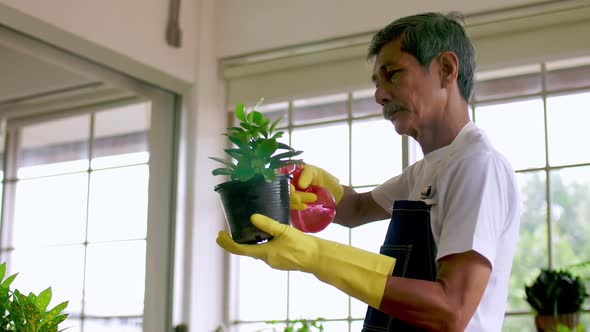 Happy senior gardener man taking care of his plants in greenhouse.