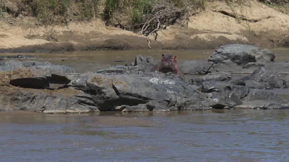 Hippo walking behind rocks