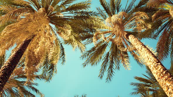 Palm Trees at Santa Monica Beach