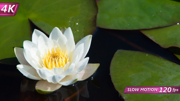 Tender Waterlily In A Marshy Pond