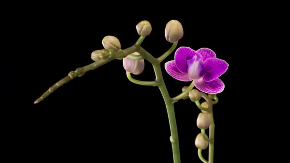 Blooming Purple Orchid Phalaenopsis Flower