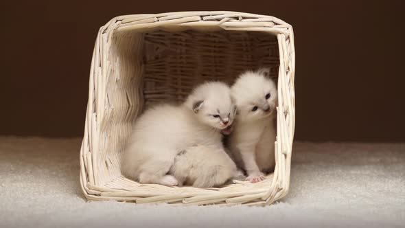 Baby Cats Awaking in Basket