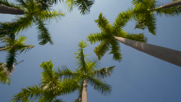 Low Wide Angle Shot of Palm Trees Under Sunny Blue Skies POV