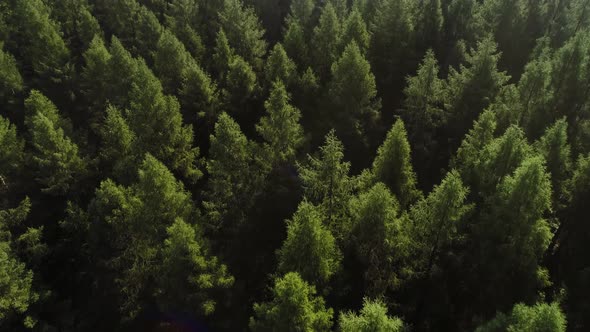 Drone view of forest in springtime