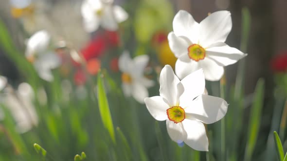 Spring flower Narcissus poeticus  in the garden  on the wind 4K 2160p 30fps UltraHD footage - Beauti