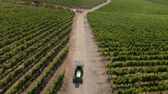 Aerial view dolly out of a tractor in the middle of a vineyard road on a sunny day.