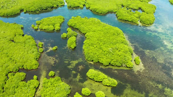 Aerial View of Mangrove Forest and River