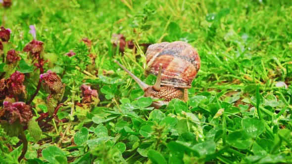 Snail 