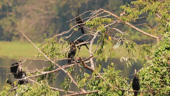 Carambolim Lake Goa India