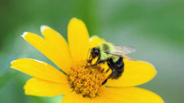 Bee pollinates yellow flower in the summmertime. Large carpenter bee along with bumblebees and other