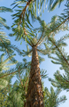 pine trees climbing into a blue sky - PhotoDune Item for Sale