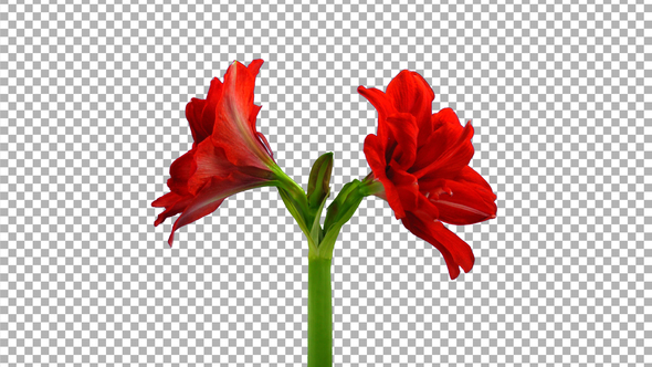 Time lapse of opening red Hot Peacock amaryllis with ALPHA channel