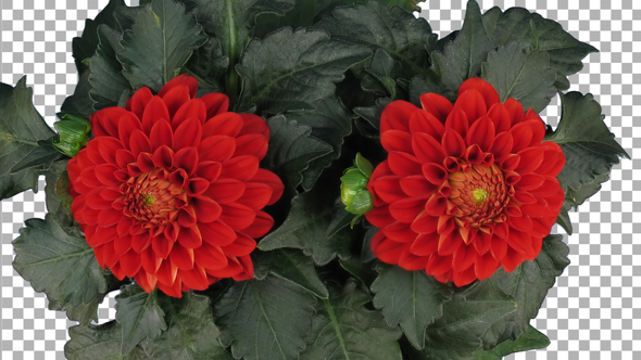 Time-lapse of blooming red dahlia flower with ALPHA channel, top view