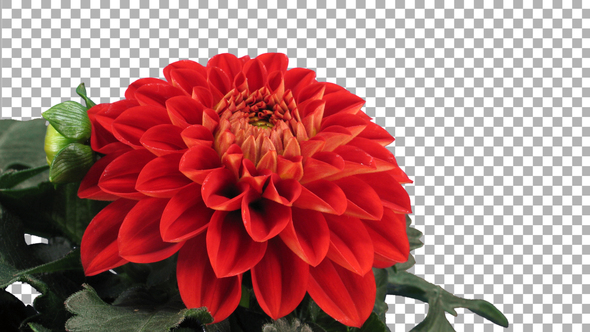 Time-lapse of blooming red dahlia flower two with ALPHA channel