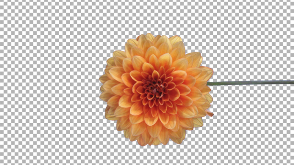Time-lapse of opening orange dahlia flower with ALPHA channel, vertical orientation